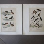 Lot de 2 gravures d'oiseaux anciennes a encadrer