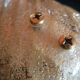 Mid century Murano gold flecked conch wall light, Italy 1960s