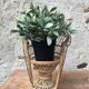 Fauteuil Emmanuelle miniature en rotin