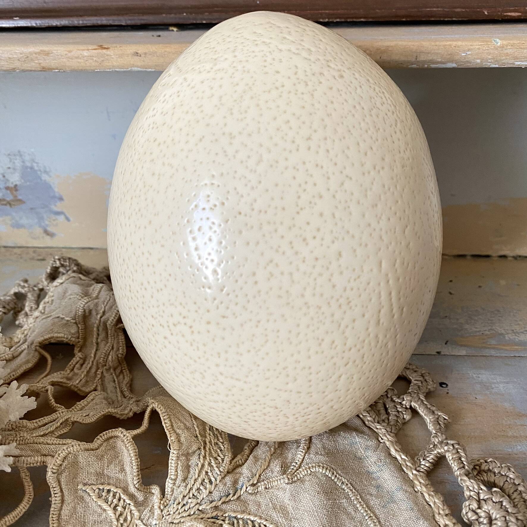 Ostrich egg curiosity cabinet