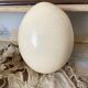 Ostrich egg curiosity cabinet