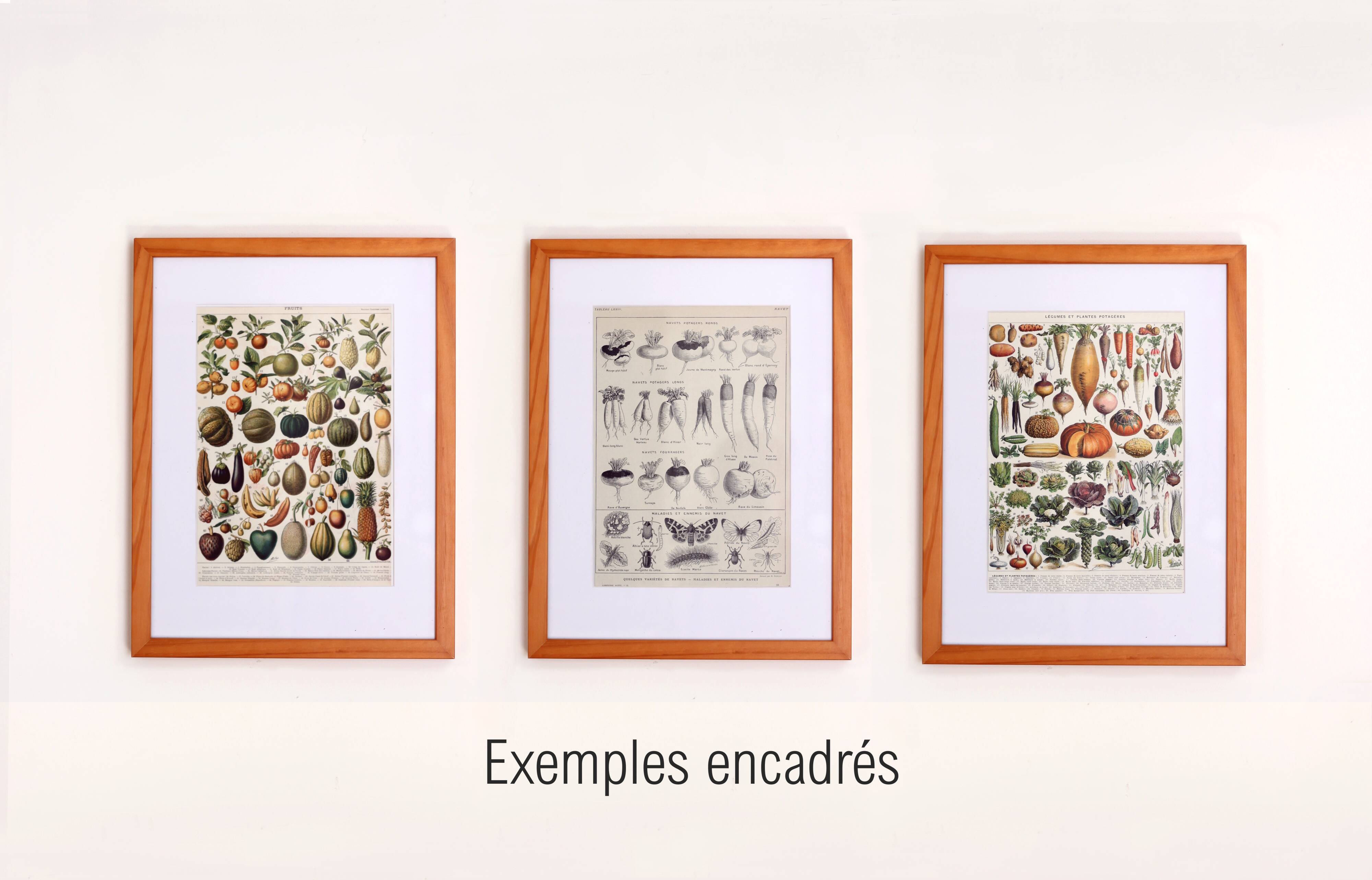 Old engraving 1922, Strawberries, strawberry plants, agriculture, fruit • Lithograph, original illustration