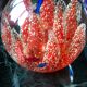 Murano glass ball paperweight Coral dolphins and fish