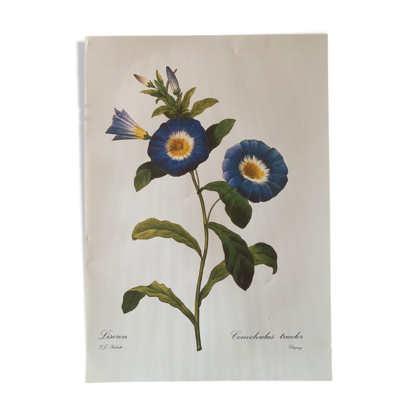 Vintage flower poster