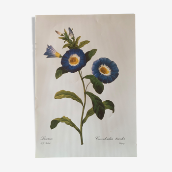 Vintage flower poster