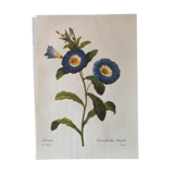 Vintage flower poster
