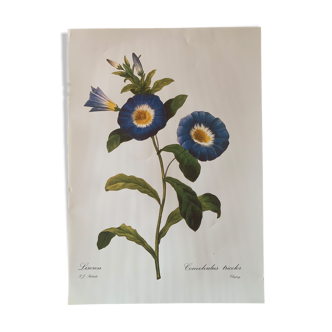 Vintage flower poster