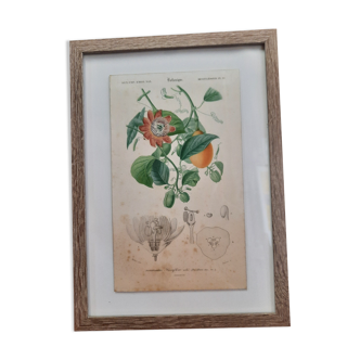 Framed botanical board