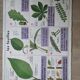 Old vintage school poster apple cider botanical leaf