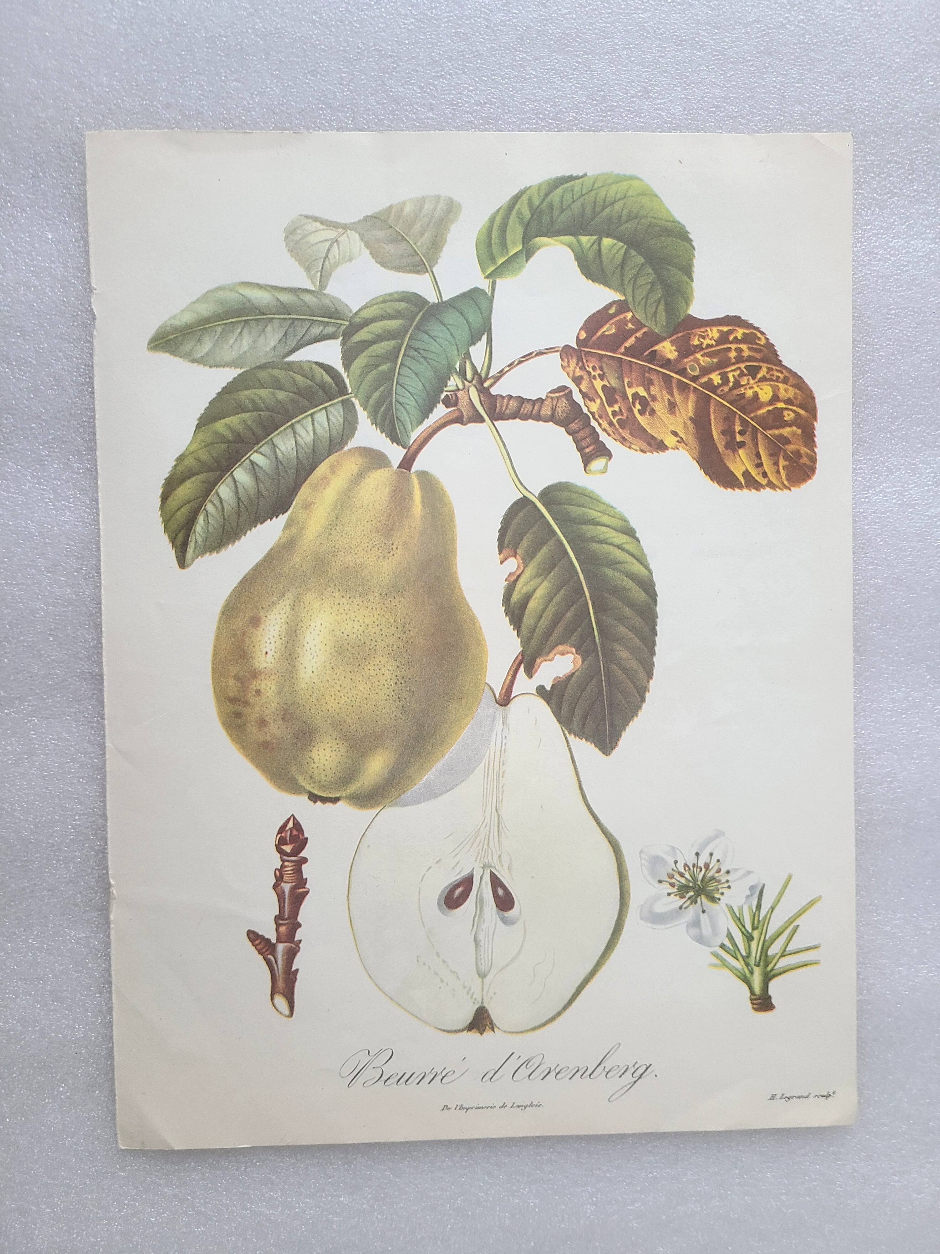 Posters The fruits of the king's garden and the fruits of autumn