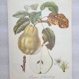 Posters The fruits of the king's garden and the fruits of autumn