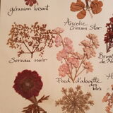 Herbarium plank