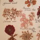 Herbarium plank