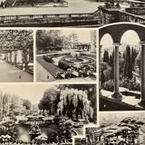 Lithograph engraving on ornamental tree gardens (cedar) from 1928