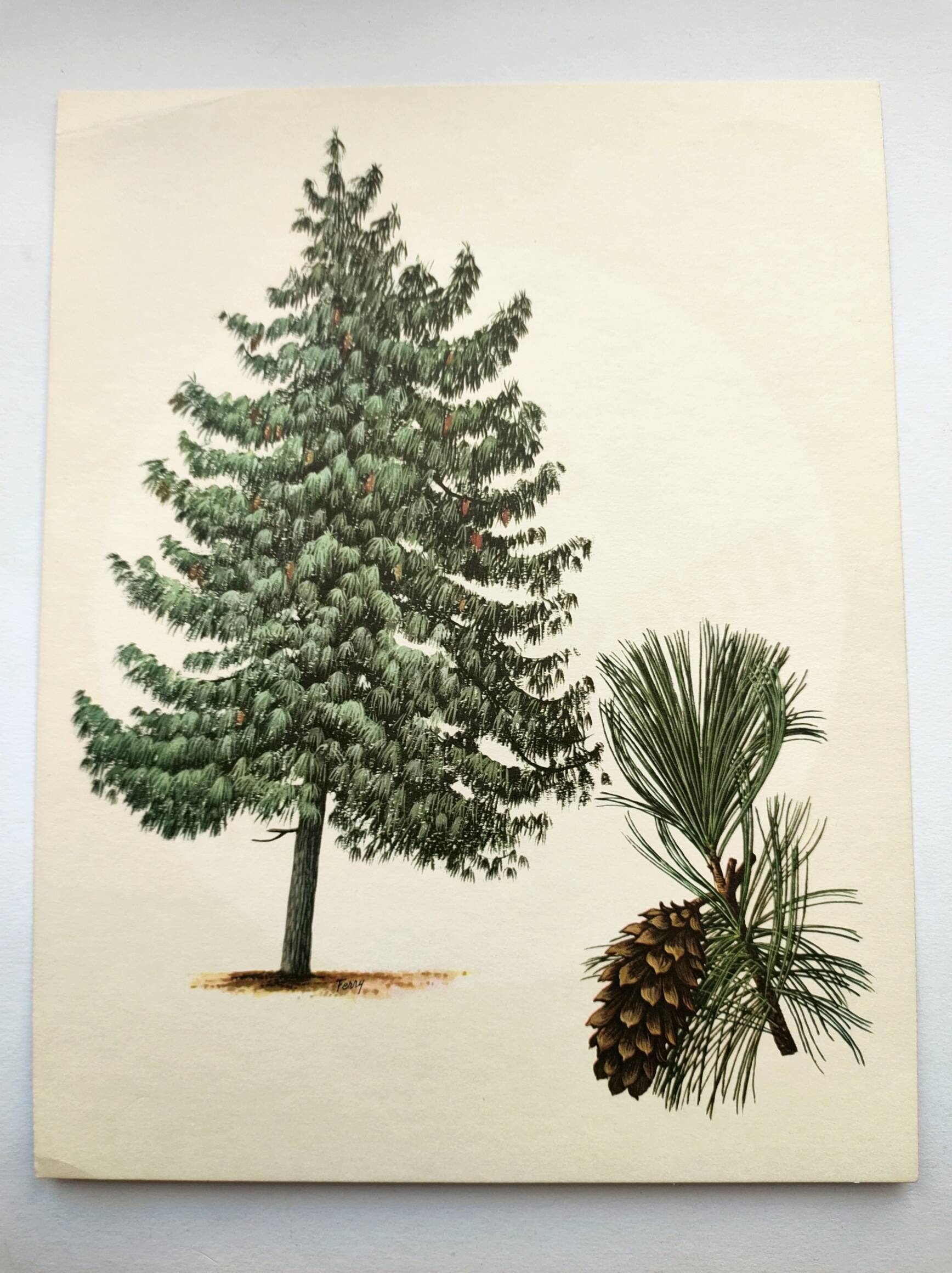 Illustration Pin Weymouth - Vintage Nature Botanical Tree Board 60s