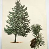 Illustration Pin Weymouth - Vintage Nature Botanical Tree Board 60s