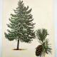 Illustration Pin Weymouth - Vintage Nature Botanical Tree Board 60s