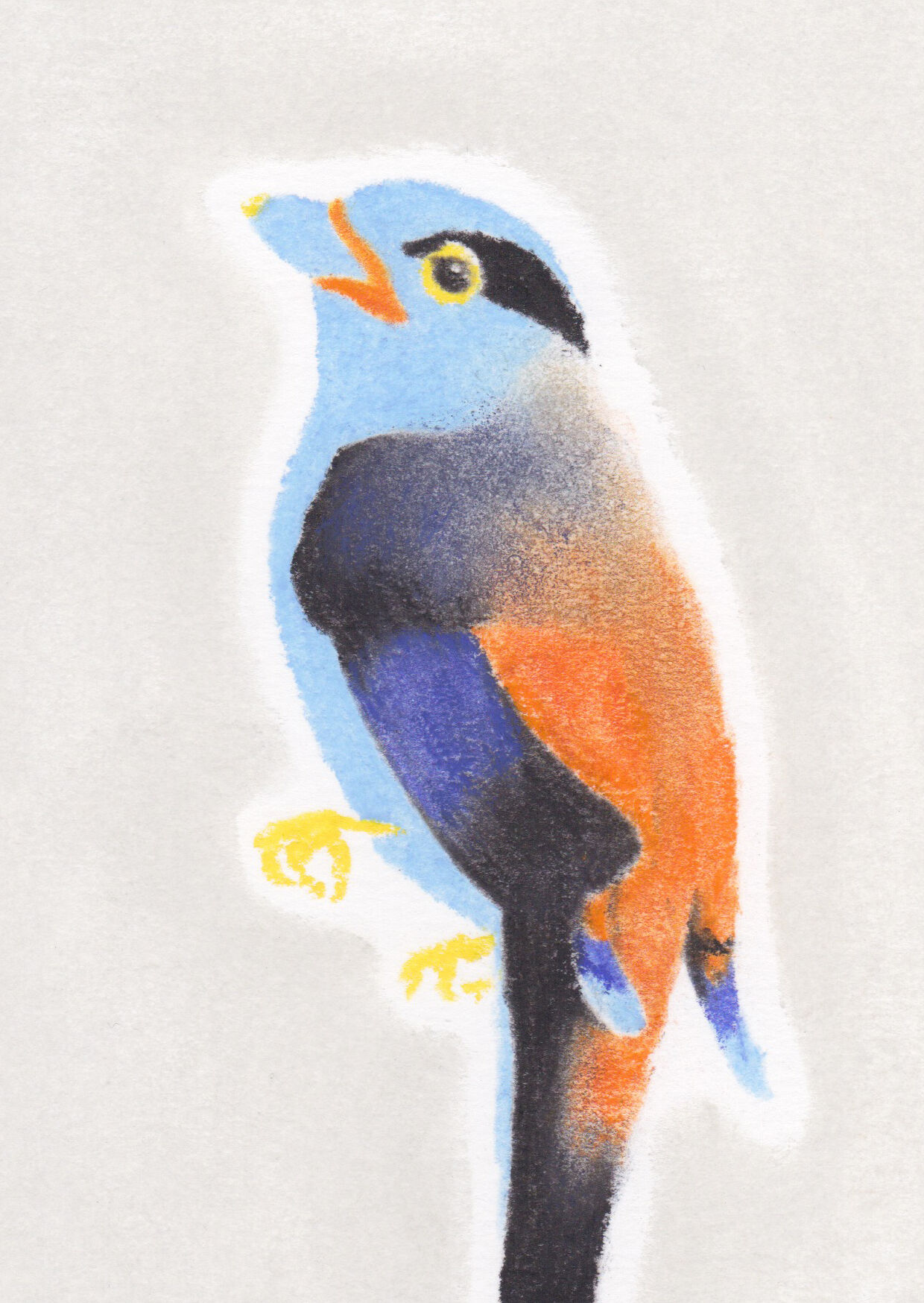 Bird "Eurylaine" - Original drawing