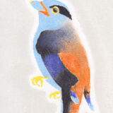 Bird "Eurylaine" - Original drawing