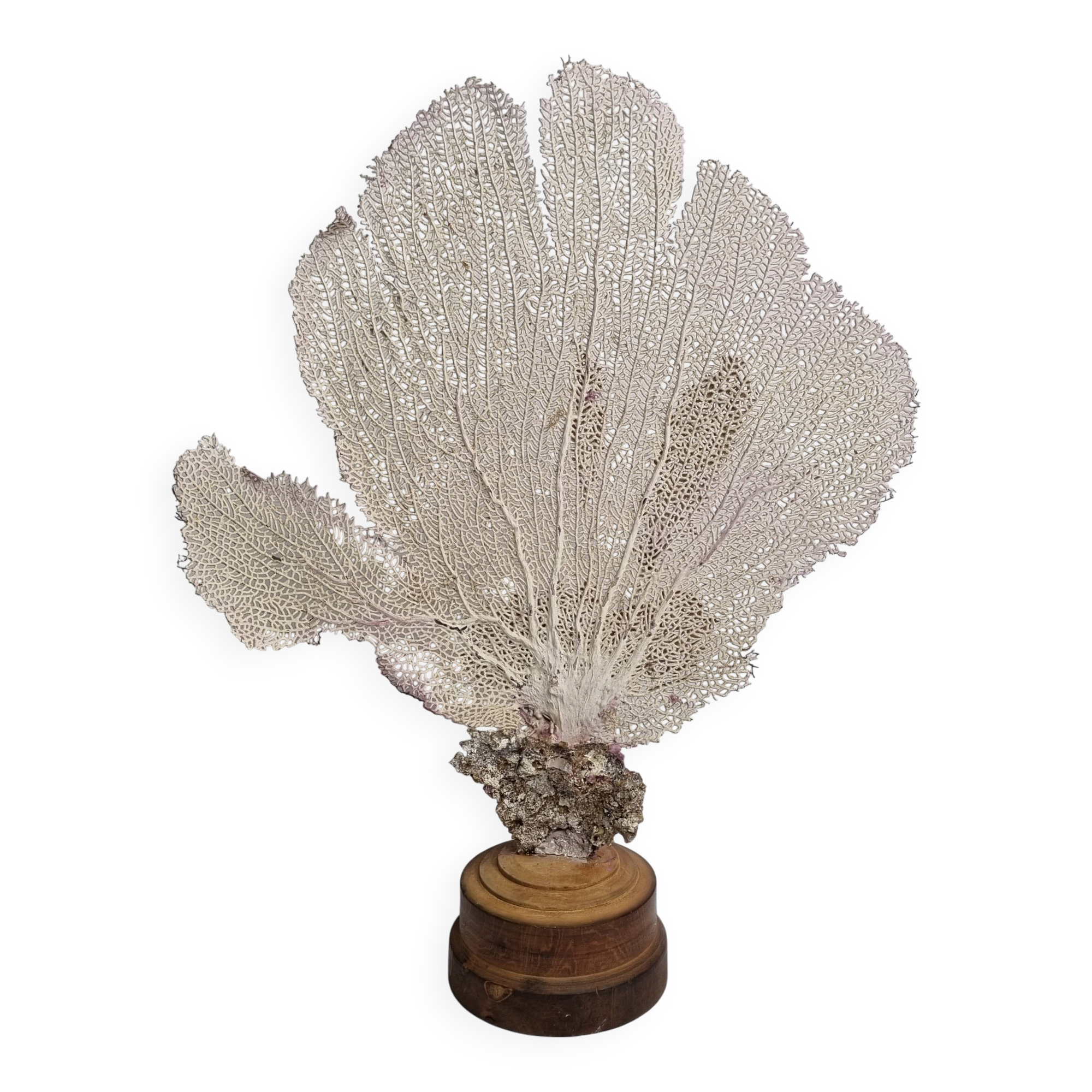 Antique Gorgonian coral, Venus fan, on solid wood base, 37 cm