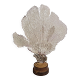 Antique gorgonian coral, Venus fan, on solid wood base, 37 cm