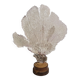 Antique Gorgonian coral, Venus fan, on solid wood base, 37 cm