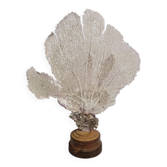 Antique gorgonian coral, Venus fan, on solid wood base, 37 cm