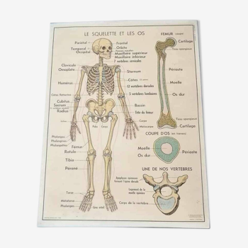 Affiche scolaire vintage - Le squelette, les os et nos articulations