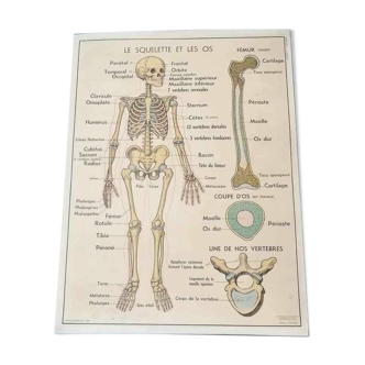 Vintage school poster - The skeleton, bones and our joints