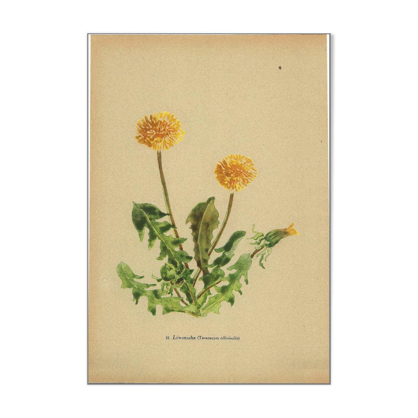 Old illustration 1948 - Dandelion by H. Strache - Botanical plate