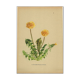 Old illustration 1948 - Dandelion by H. Strache - Botanical plate