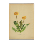 Old illustration 1948 - Dandelion by H. Strache - Botanical plate