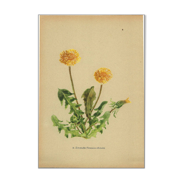Old illustration 1948 - Dandelion by H. Strache - Botanical plate