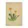 Old illustration 1948 - Dandelion by H. Strache - Botanical plate