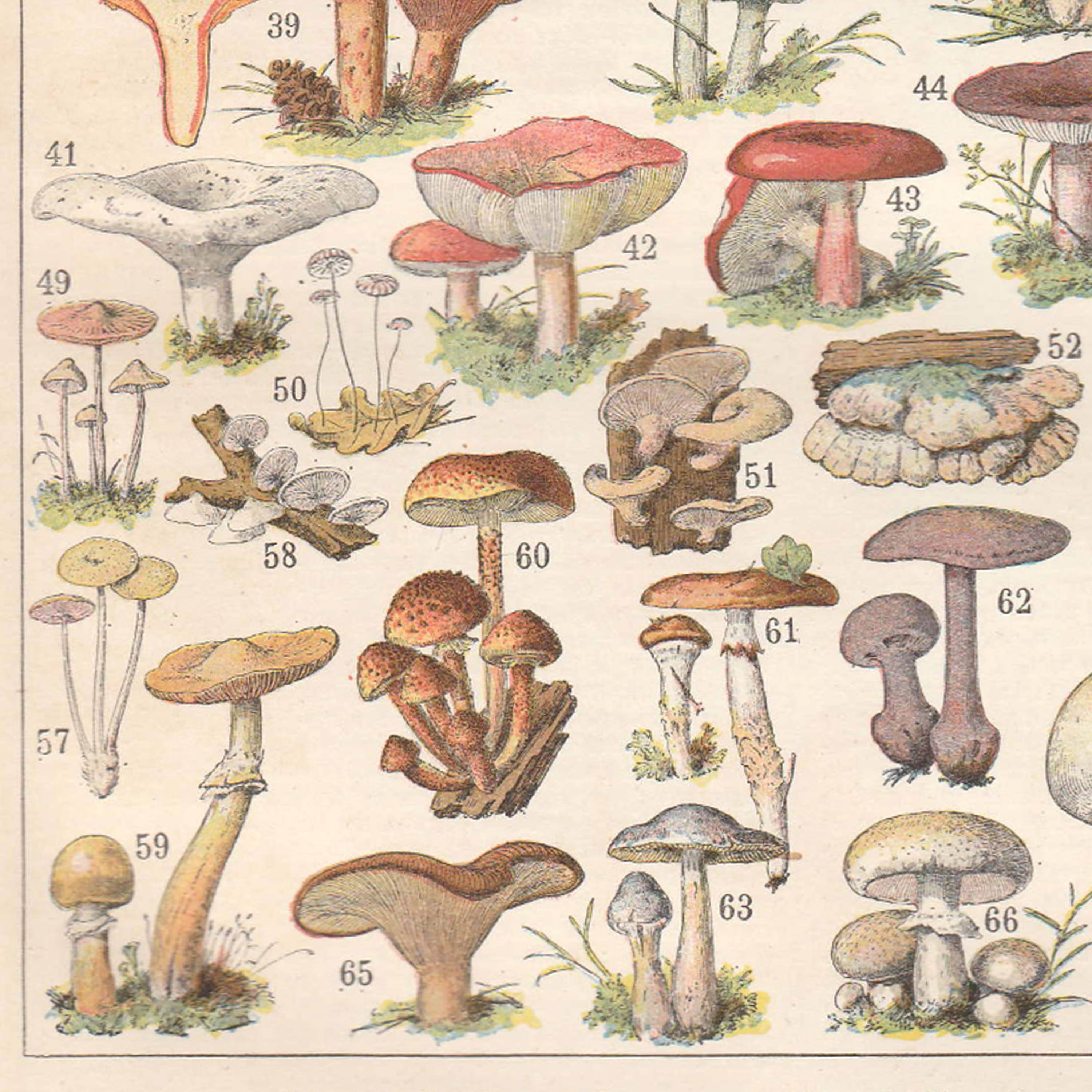 Lithograph plate of mushrooms 1900