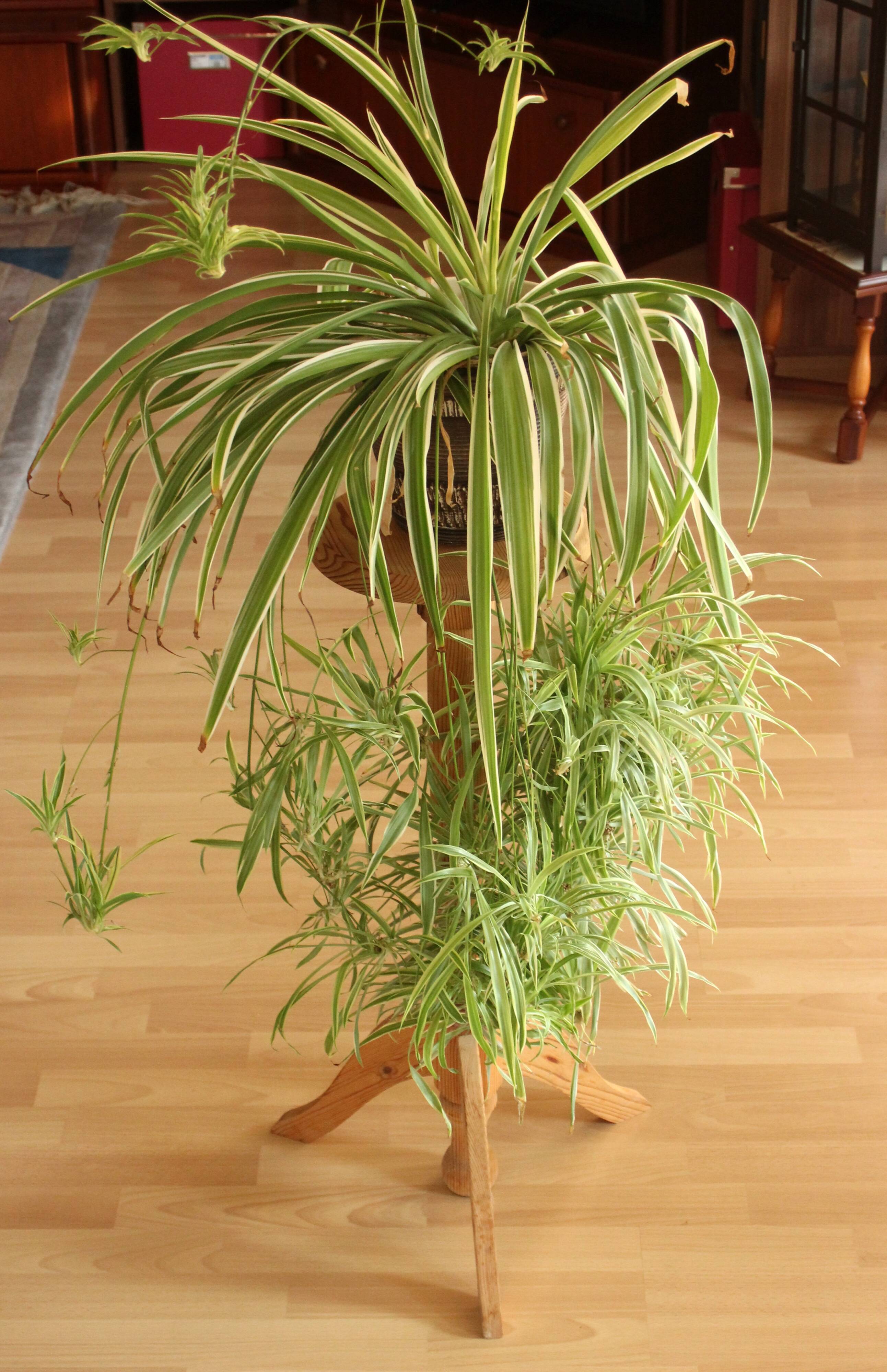 High wooden plant stand - handmade in the 80s - Vintage