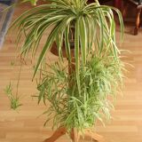 High wooden plant stand - handmade in the 80s - Vintage