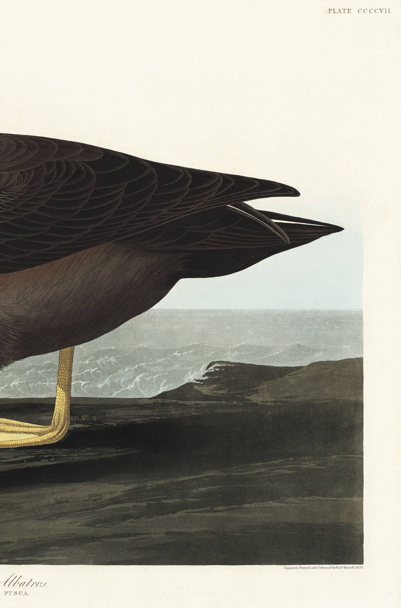 Poster about the Sooty Albatross, based on an old engraving from 1827.