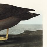 Poster about the Sooty Albatross, based on an old engraving from 1827.