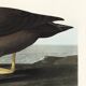 Poster about the Sooty Albatross, based on an old engraving from 1827.
