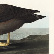 Poster about the Sooty Albatross, based on an old engraving from 1827.