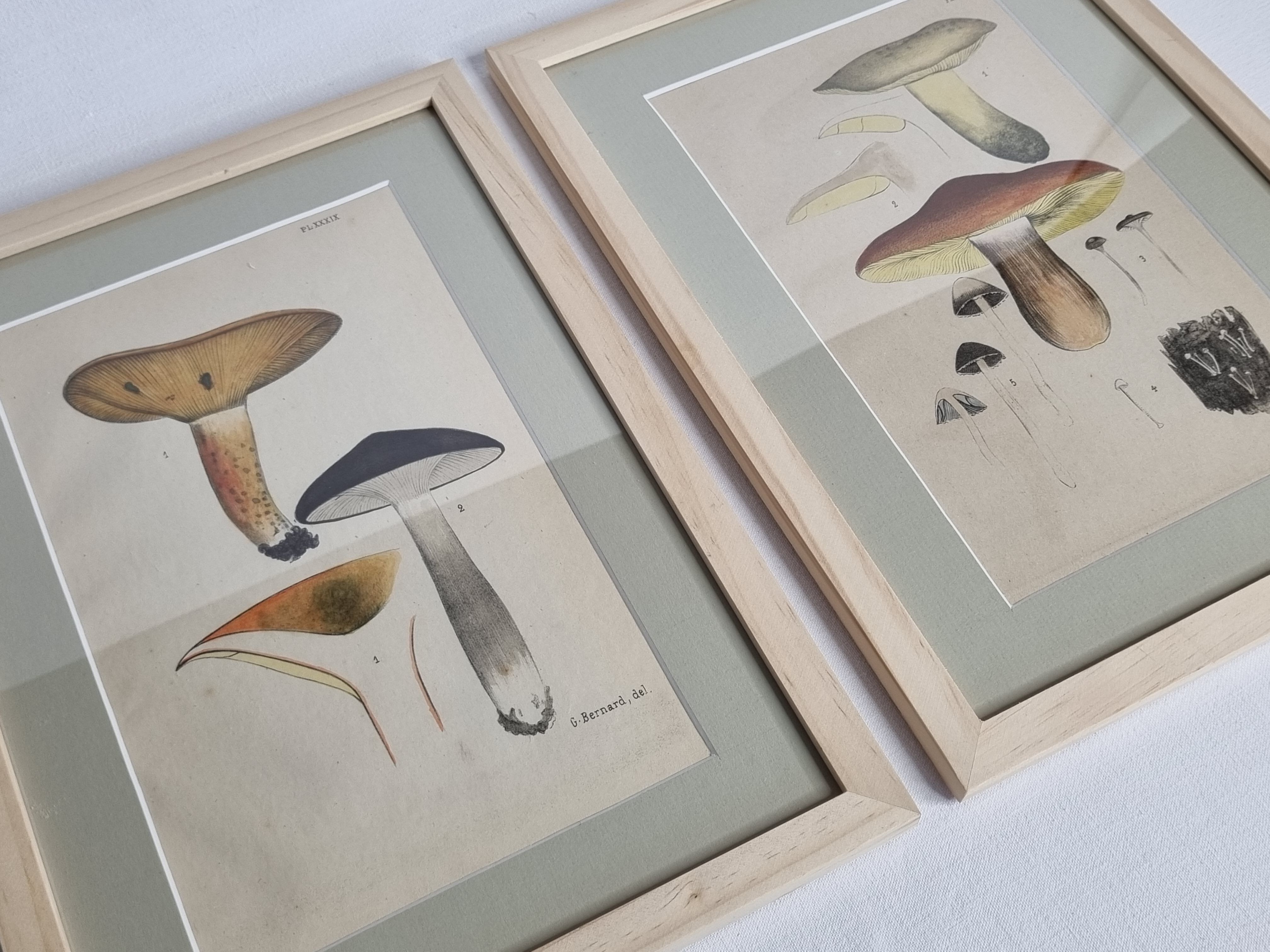Two old engravings of watercolor mushrooms nineteenth century after G. Bernard