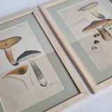 Deux anciennes gravures de champignons aquarellées XIXème siècle d'après G. Bernard