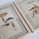 Two old engravings of watercolor mushrooms nineteenth century after G. Bernard