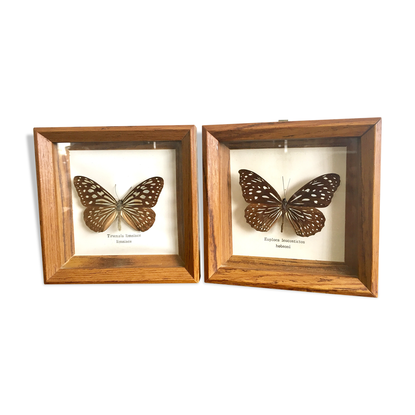 Lot of 2 frames naturalized butterflies
