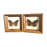 Lot of 2 frames naturalized butterflies