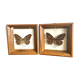 Lot de 2 cadres papillons naturalisés