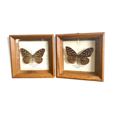Lot de 2 cadres papillons naturalisés