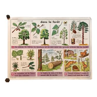 Affiche pédagogique biologie "Dans la forêt" et "Le pois" années 50