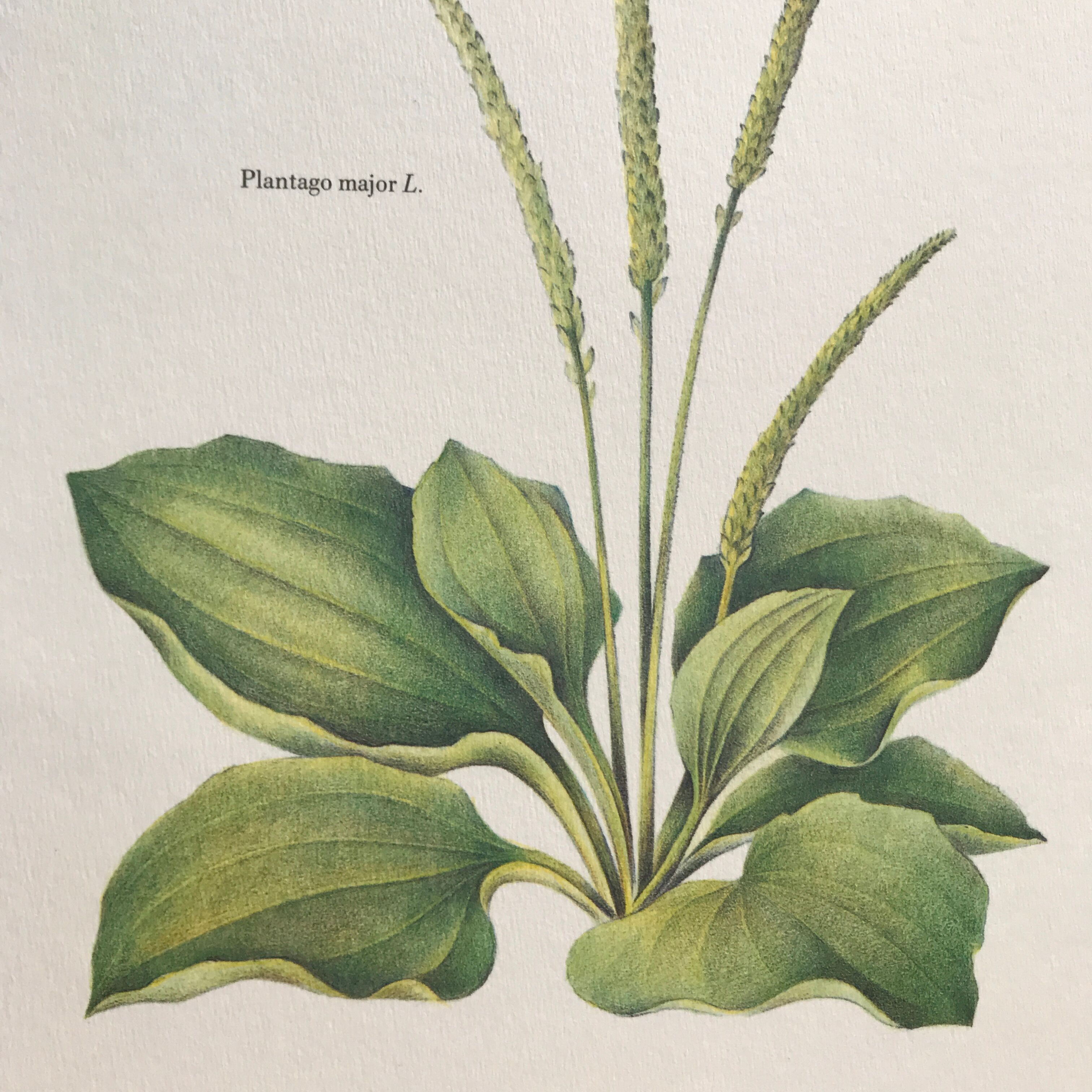 Botanical plank plantain